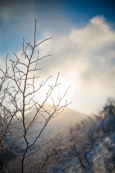 Frosty Branches at Mt Seorak