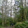 Macedon Ranges Walking Trail