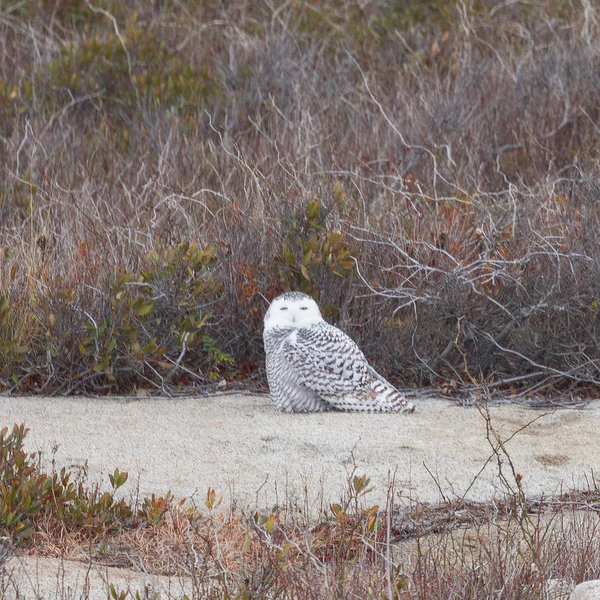 Snowy Owl