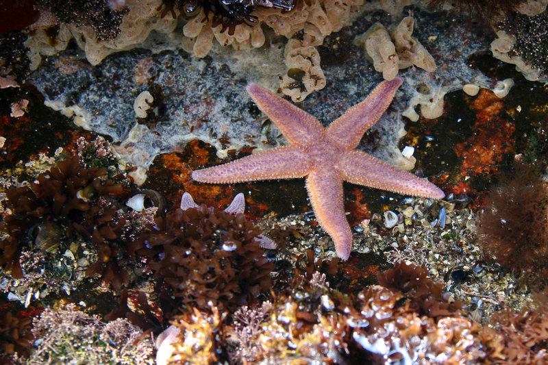 Starfish