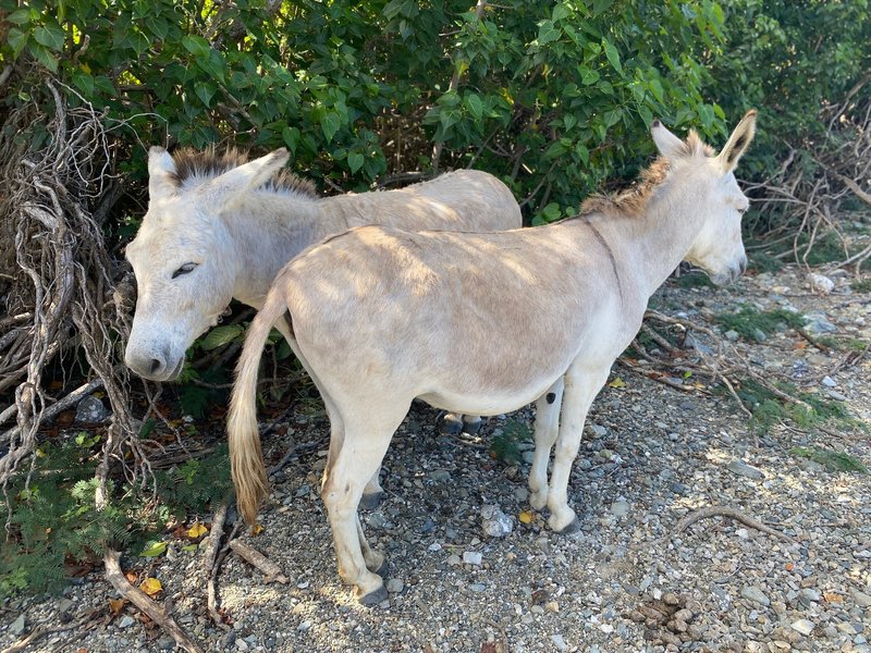 Beach day for Donkeys along the Leinster Bay Trail.