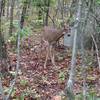 Ran into a curious deer. Came pretty close to me before he decided to run off