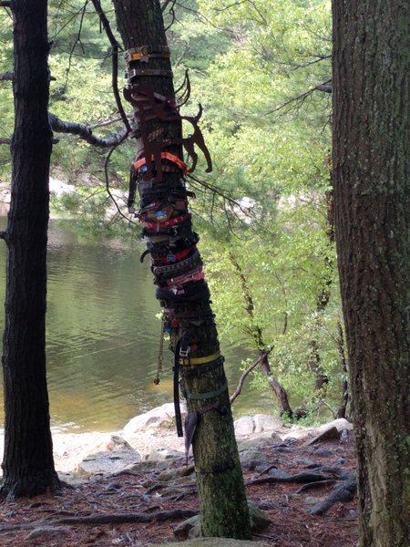 "Dog Leash Memorial."