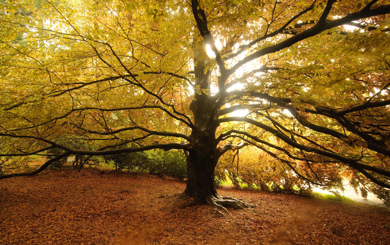 Golden Forest