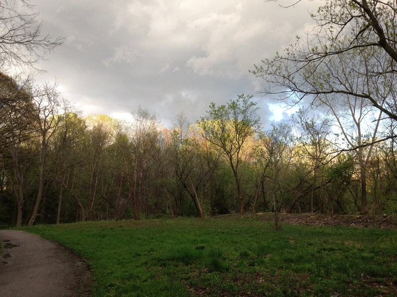 Bussey Brook Meadow