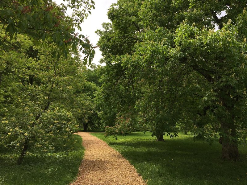 Horsechestnut Collection