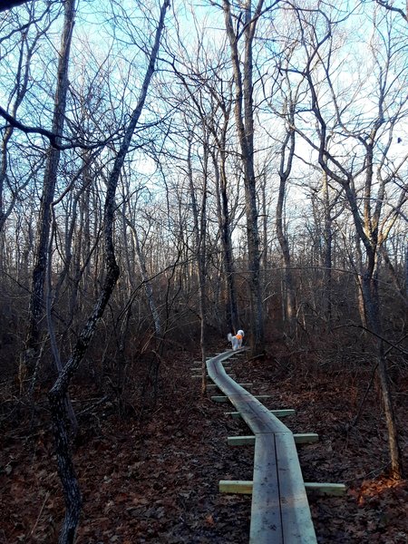 Jack scouting out the plank path.