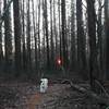 Walking through a stand of conifer.