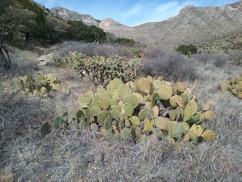 Looking west from the trail.