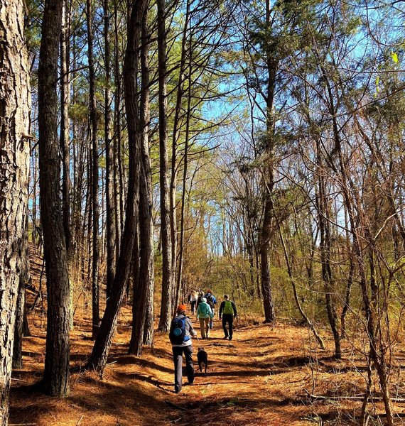 Walking on a bed of pine needles.