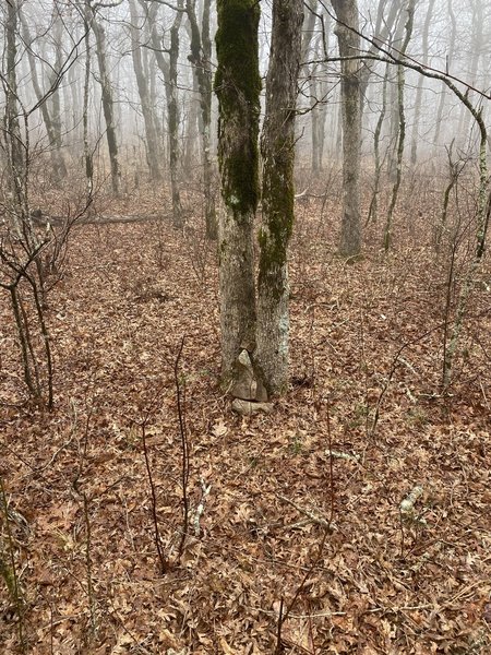 Tree I marked with rocks at base, 10 feet off the trail on the north side. Plane is 500 feet down from there. STEEP.