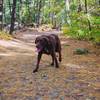 short-coated brown dog