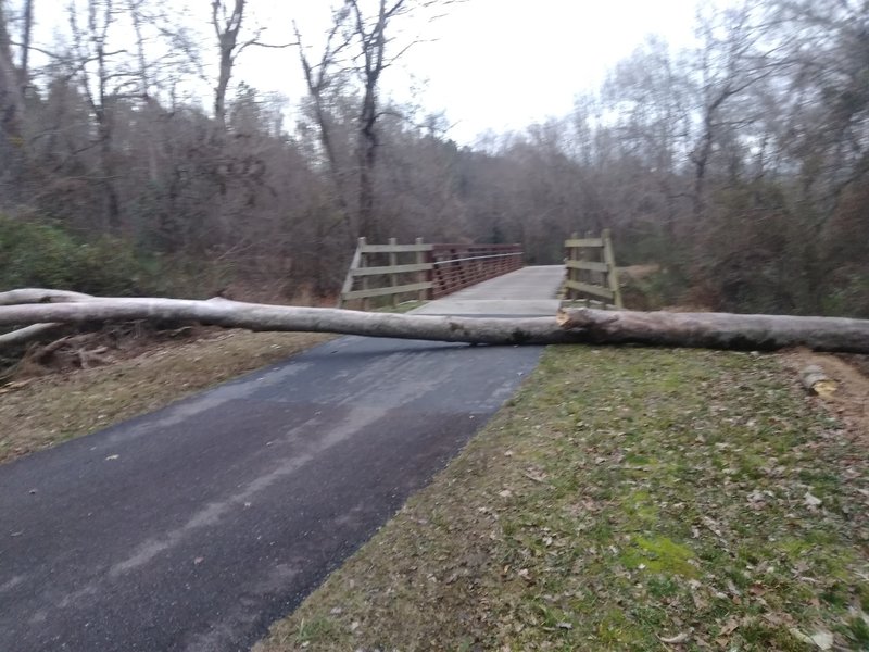 Downed tree, picture taken January 12, 2020