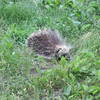 North American Porcupine