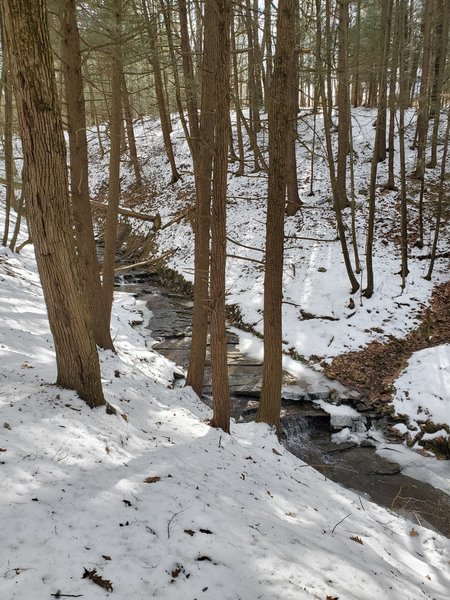 Alongside the Creek