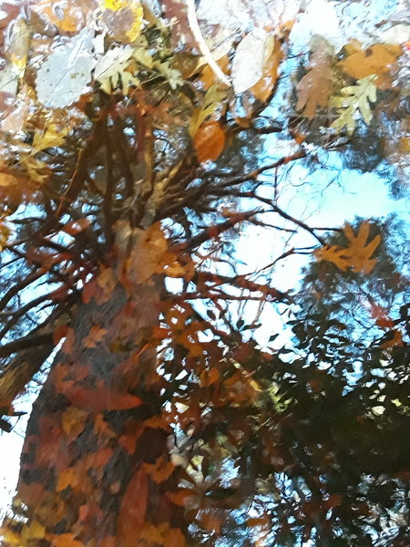 There are many streams which cut across the trails. Here is a reflection from one of these pools.