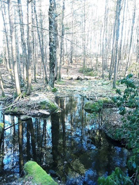 Something so nice about streams rolling under Hemlocks.