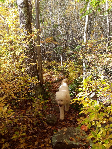 The basic condition of the trail looping around the pond is low and close to the water.