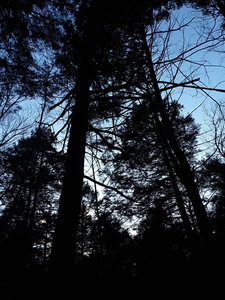 One of the more mature stand of Hemlocks in the area.