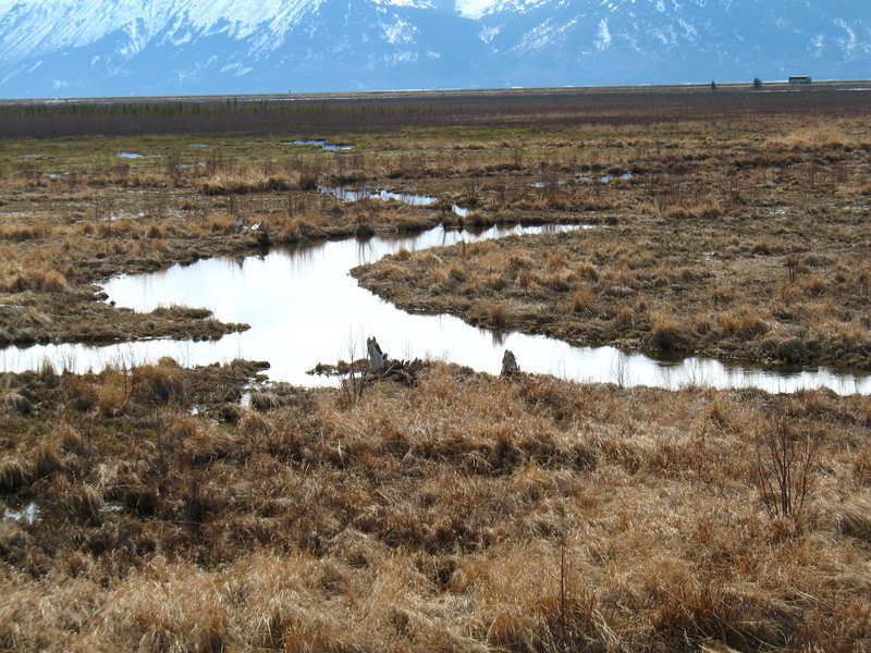 Potter Marsh