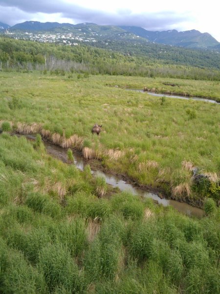 Moose at Potter Marsh