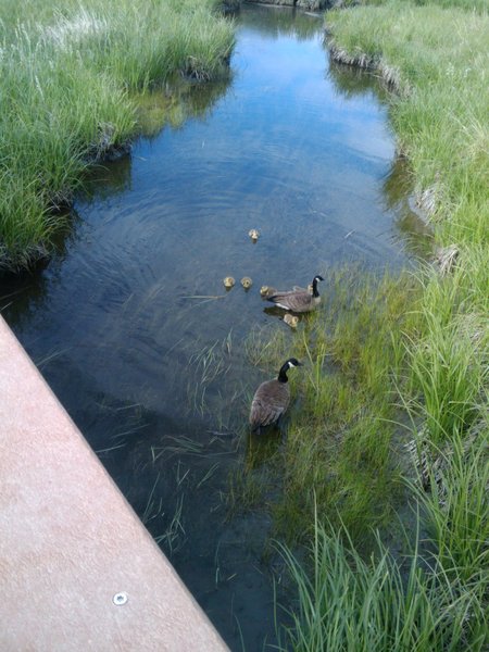 Geese and goslings