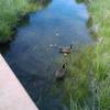 Geese and goslings