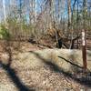 Intersection of Flower Gap loop with Deam Lake Loop.