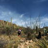 Along the Alamo Springs Trail