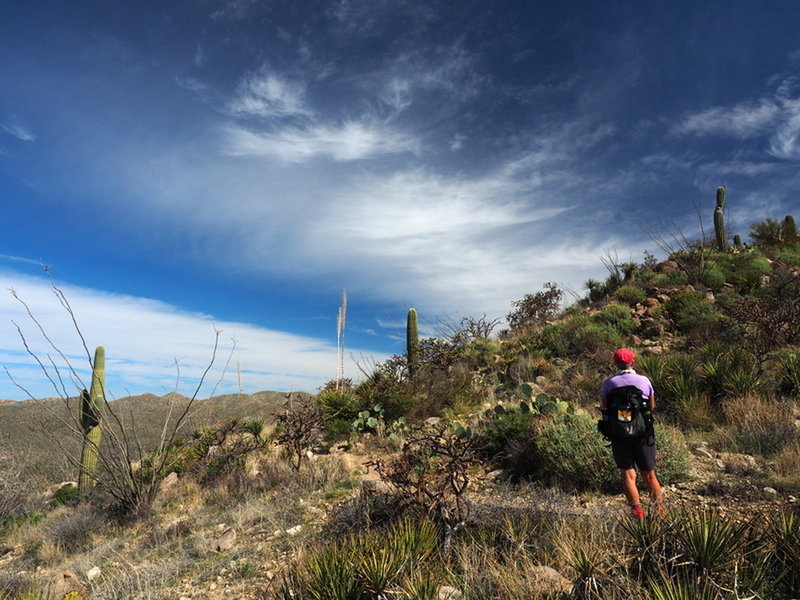 Crossing the ridge of the Alamo Springs Trail