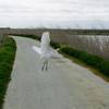 Egret flies across the path