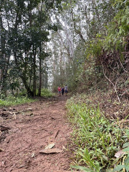 Kuilau Ridge Trail in February at one of the less muddy places.