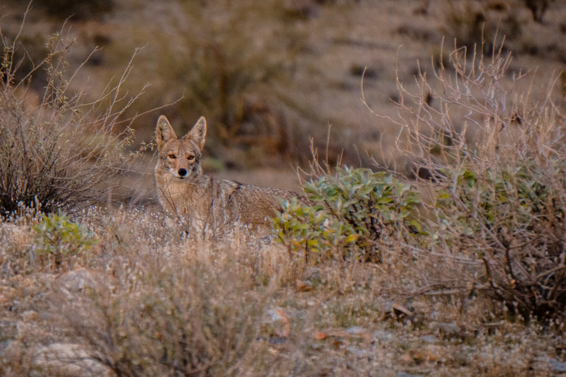 Coyote in Pima Canyon