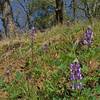 Lupine start to bloom in late February along Oak Cove Trail.