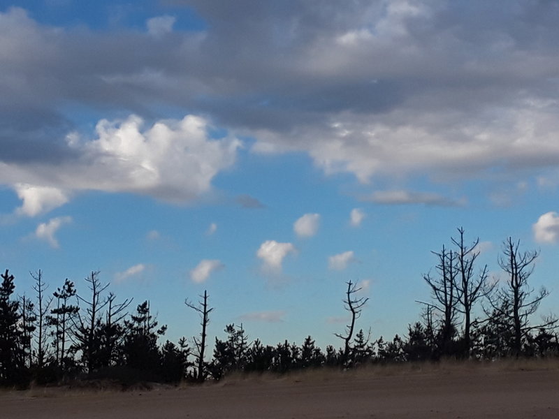 The silhouette of the pines on the sky are a prominent feature of this beach hike.