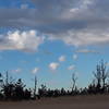 The silhouette of the pines on the sky are a prominent feature of this beach hike.