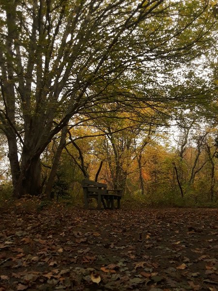 Benches are located throughout the preserve.