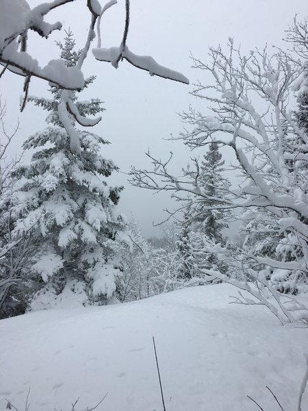 A lot of snow covering trees. The first half of this loop is mostly ascending.