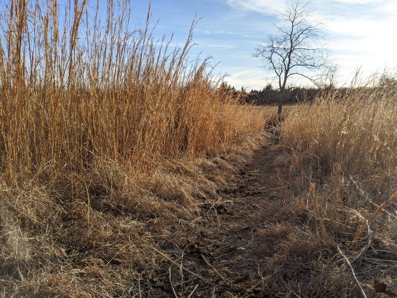 Meadow that the trail begins from near Roby lake.