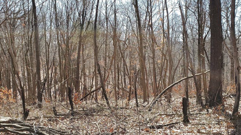 Charred deadwood from a prescribed burn