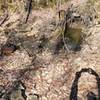 Remnants of cellar and foundation from former farmstead of Hall and Debus families