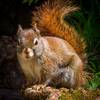 Squirrel at Rainbow Falls in the Great Smoky National Park