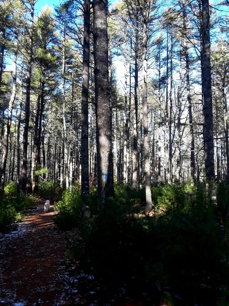 Looping through the pine wood.