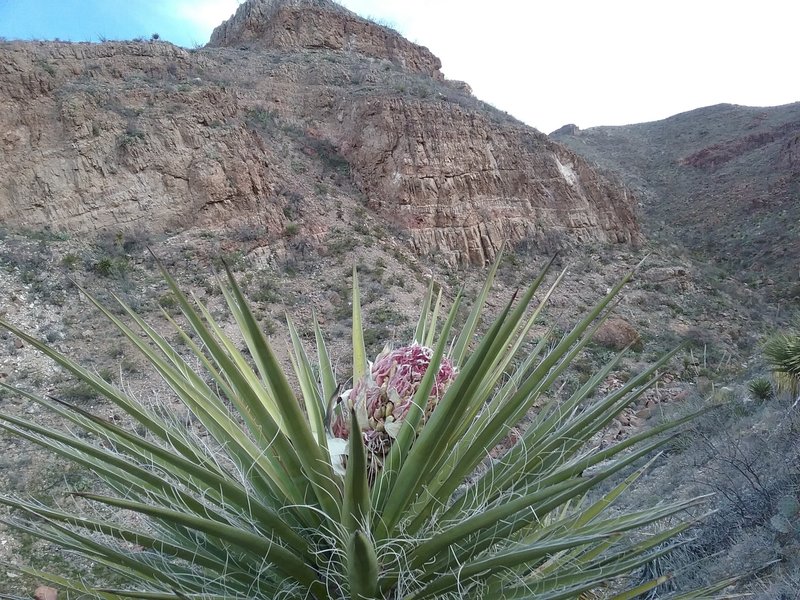 View of the Canyon and  Banana Yucca.