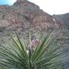 View of the Canyon and  Banana Yucca.