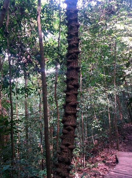 Boardwalk along the trail.