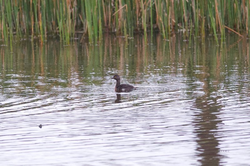 Least Grebe