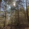 Sun peeking from behind the pines on the trail.