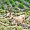 A goat on the trail.