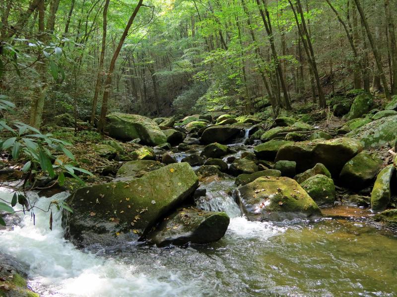 The Conasauga River, near the Conasauga River Trail and Chestnut Lead Trail intersection.